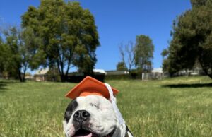 Whitaker Dog: Your One-Stop Holiday Solution for Doggy Daycare, Boarding, and More