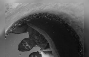 Giannis In The Cities kicks off the Los Angeles Greek Film Festival