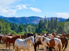 Greenhorn Ranch Mountain Adventure and Retreat