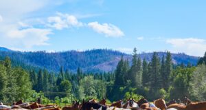 Greenhorn Ranch Mountain Adventure and Retreat
