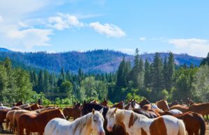 Greenhorn Ranch Mountain Adventure and Retreat