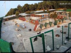 When a Story Needs a Bigger Stage: 350 Dogs Reportedly Removed From a Sanctuary in Türkiye
