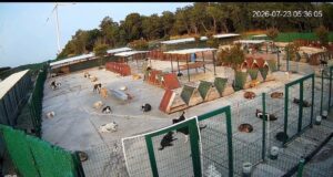 When a Story Needs a Bigger Stage: 350 Dogs Reportedly Removed From a Sanctuary in Türkiye
