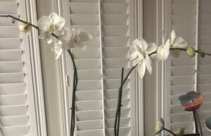 Rosasxyasmin Delivers Beautiful Orchids, and Customer Service That Blooms